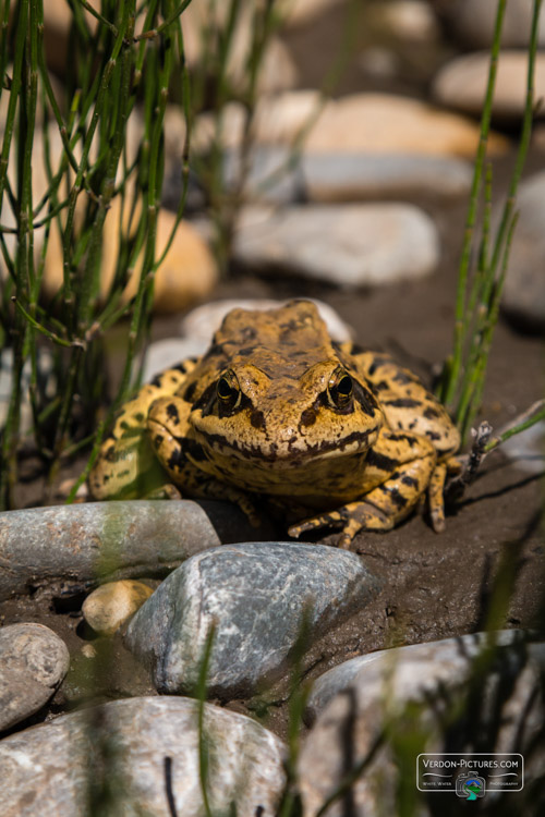 photo crapaud verdon